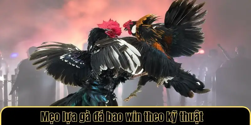 Mẹo lựa gà đá bao win theo kỹ thuật